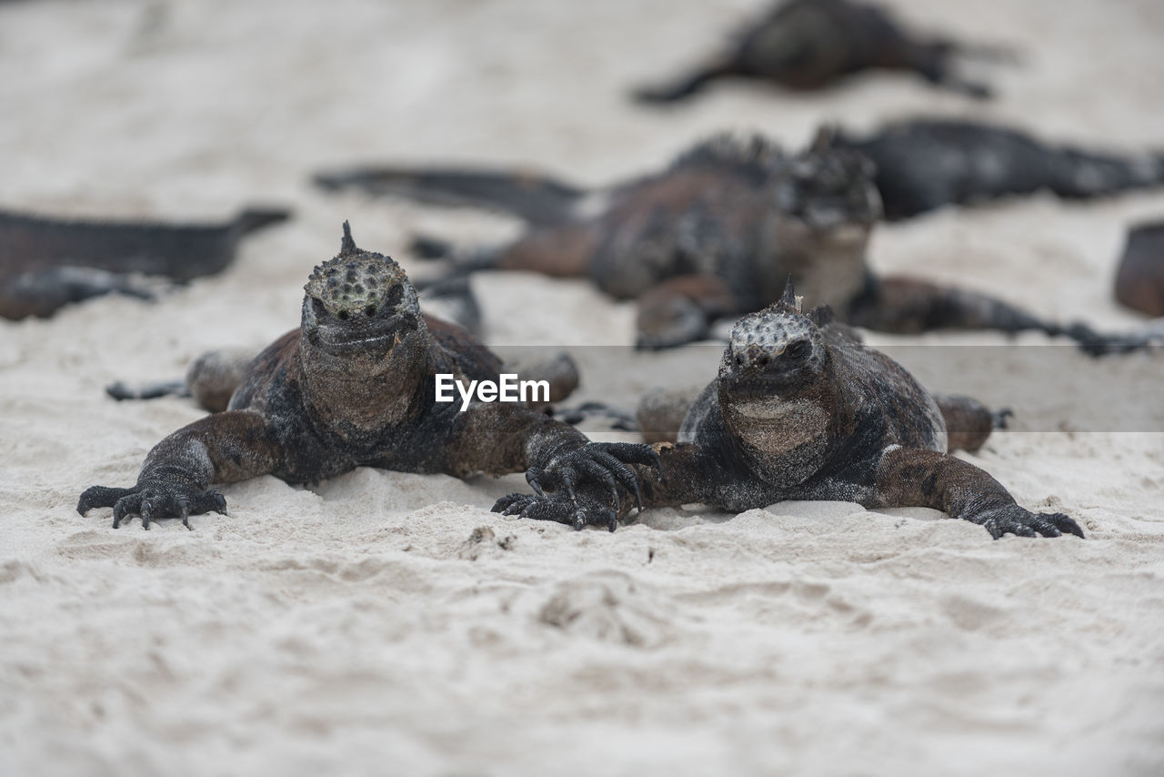 CLOSE-UP OF LIZARD ON SAND AT BEACH