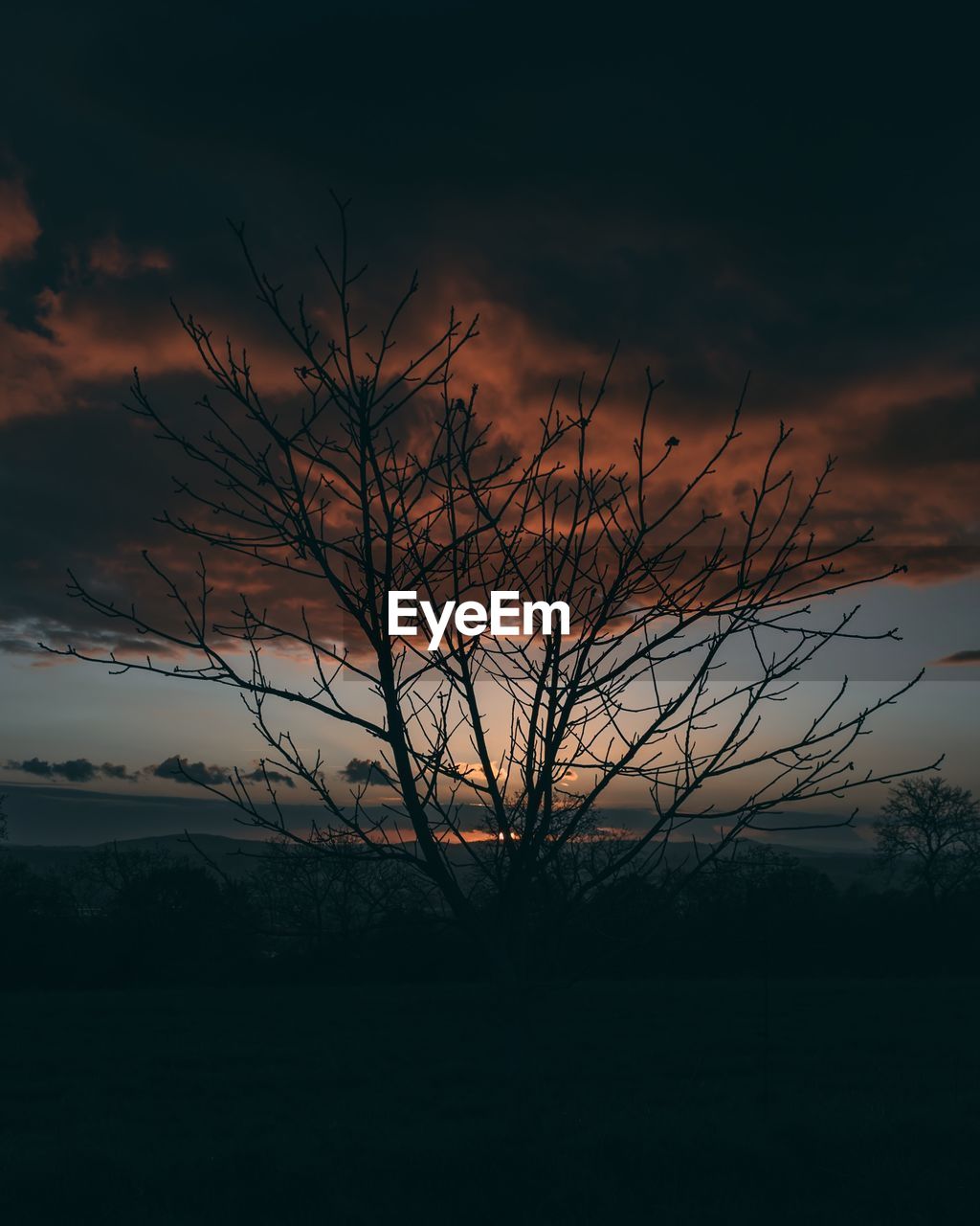 Silhouette trees on field against sky at sunset