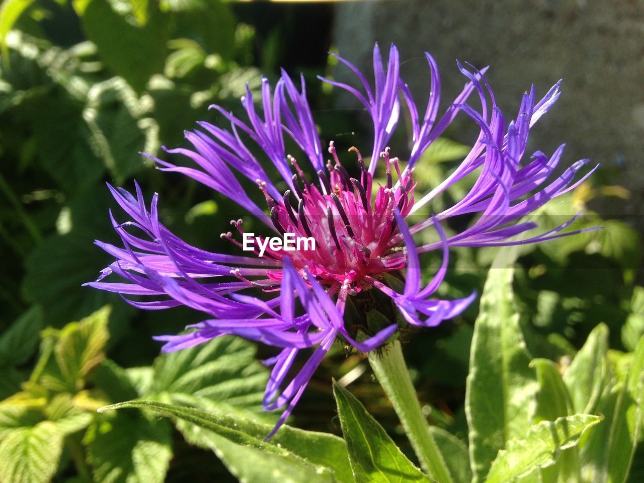 CLOSE-UP OF PURPLE IRIS FLOWER