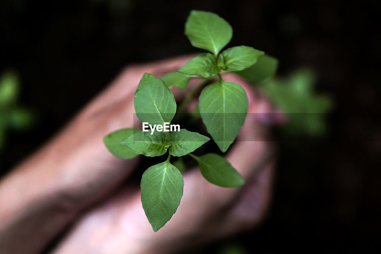 Cropped hands of person holding plants