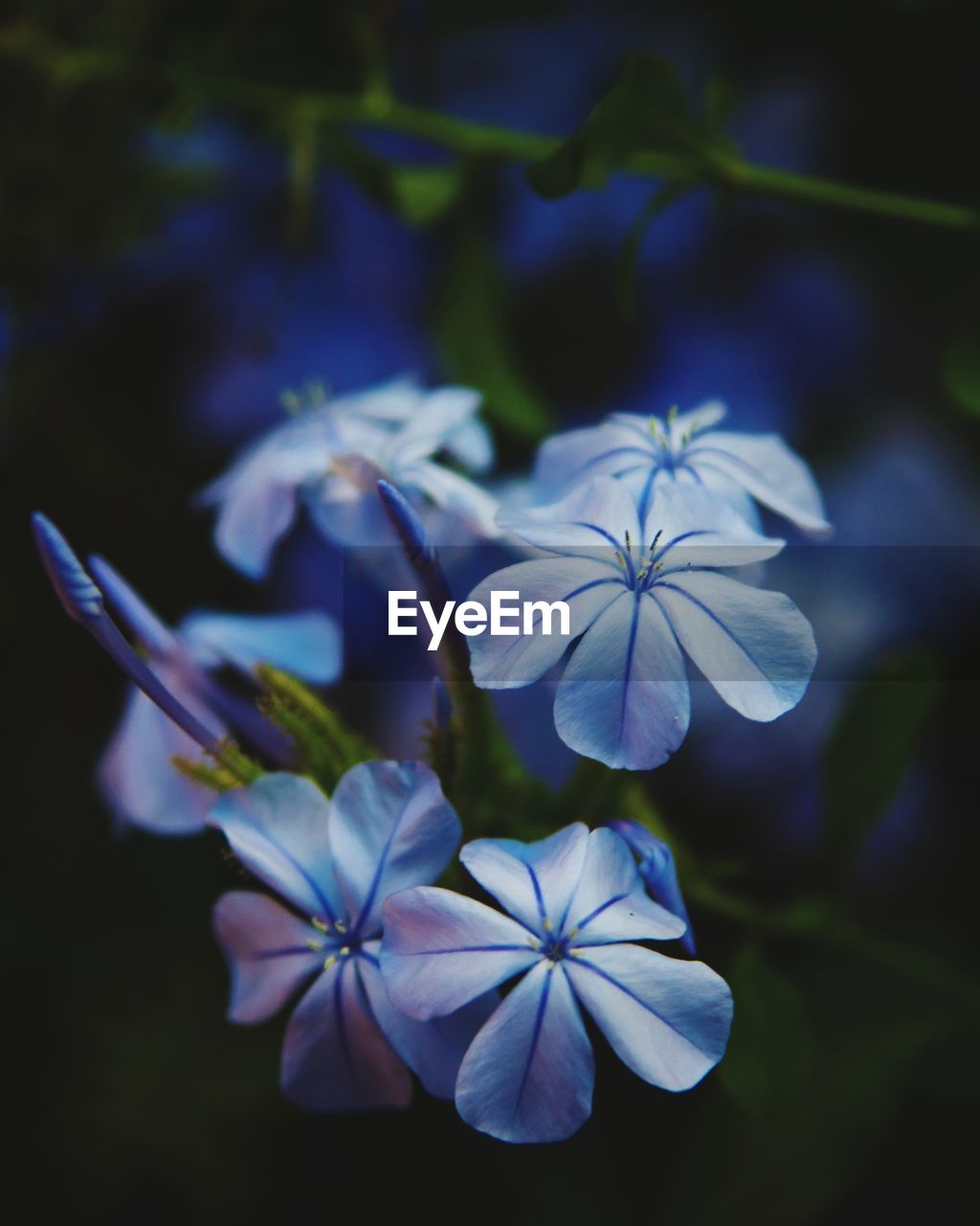 CLOSE-UP OF FRESH FLOWERS BLOOMING OUTDOORS