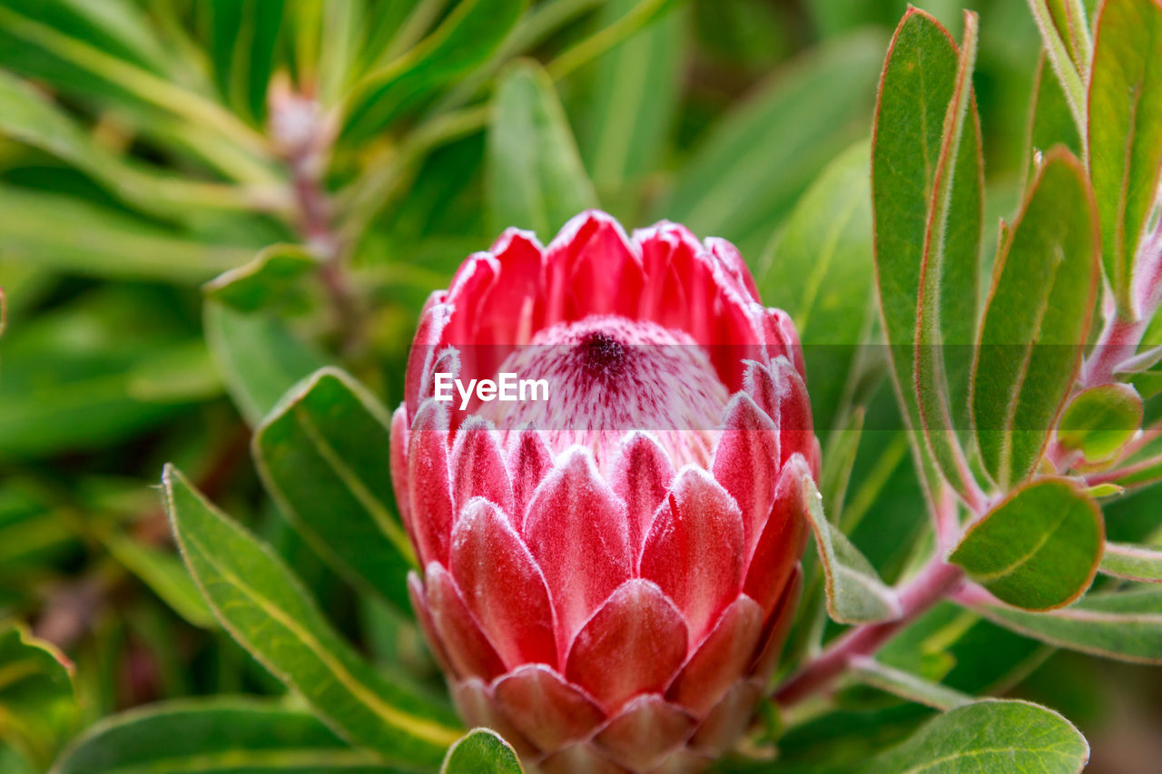 Close-up of protea on plant