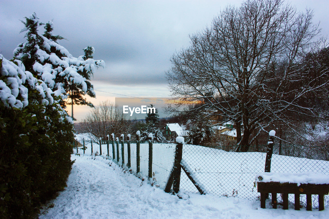 SNOW COVERED PLANTS AND TREES AGAINST SKY