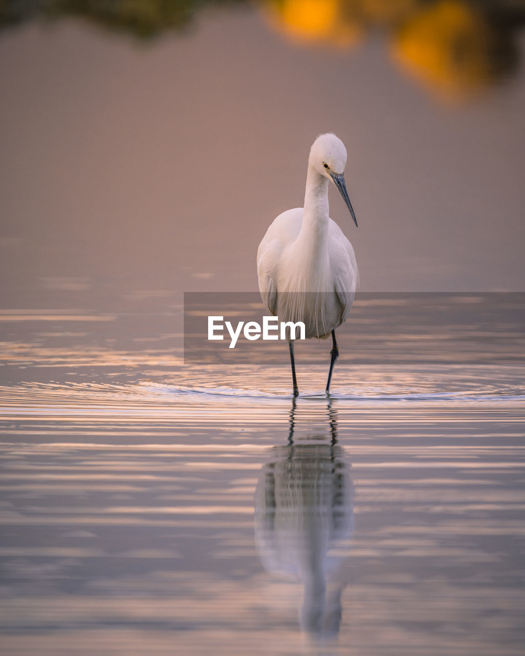 Portrait of an egret in its habitat. wildlife scene from nature