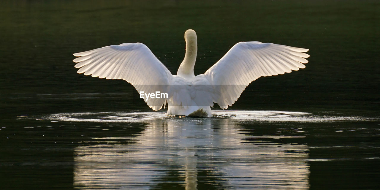 VIEW OF SWANS IN LAKE