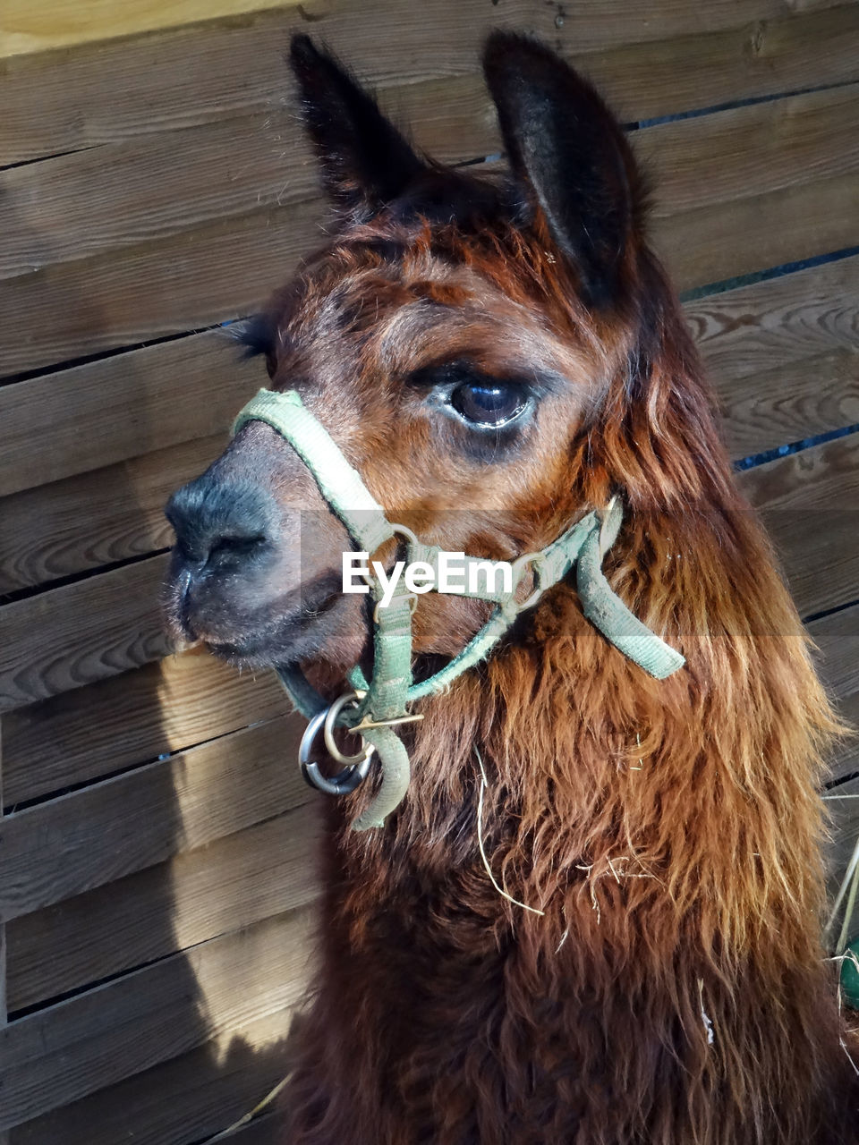 CLOSE-UP OF A HORSE IN A ANIMAL