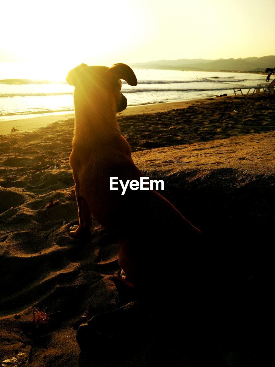 Dog sitting on beach during sunset