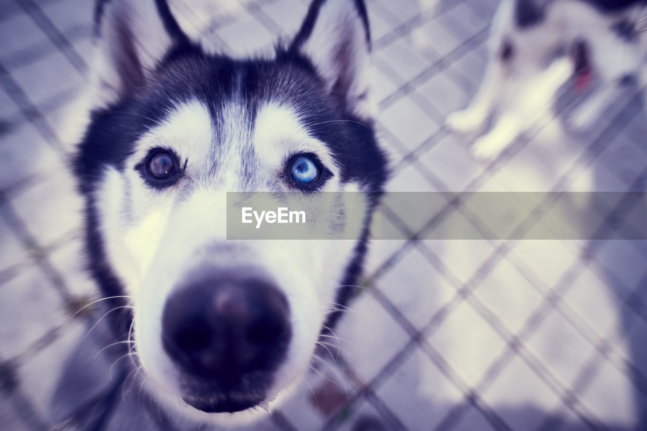 CLOSE-UP PORTRAIT OF DOG WITH EYES CLOSED