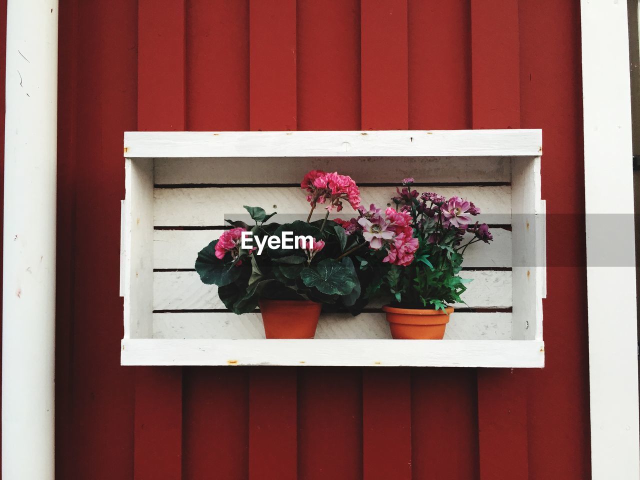 Fresh flowers in pot mounted in wooden wall