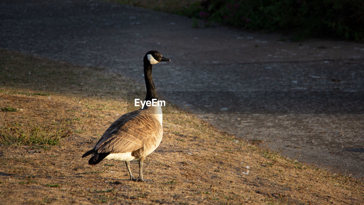 Side view of canada goose on field
