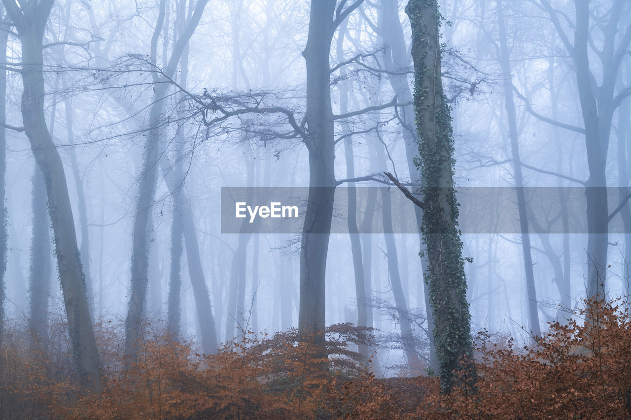 TREES GROWING IN FOREST