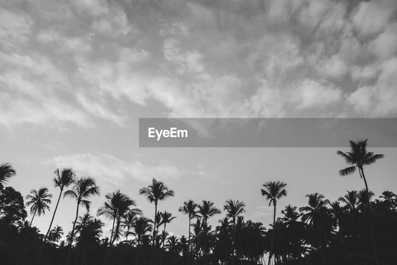 Low angle view of silhouette trees against sky