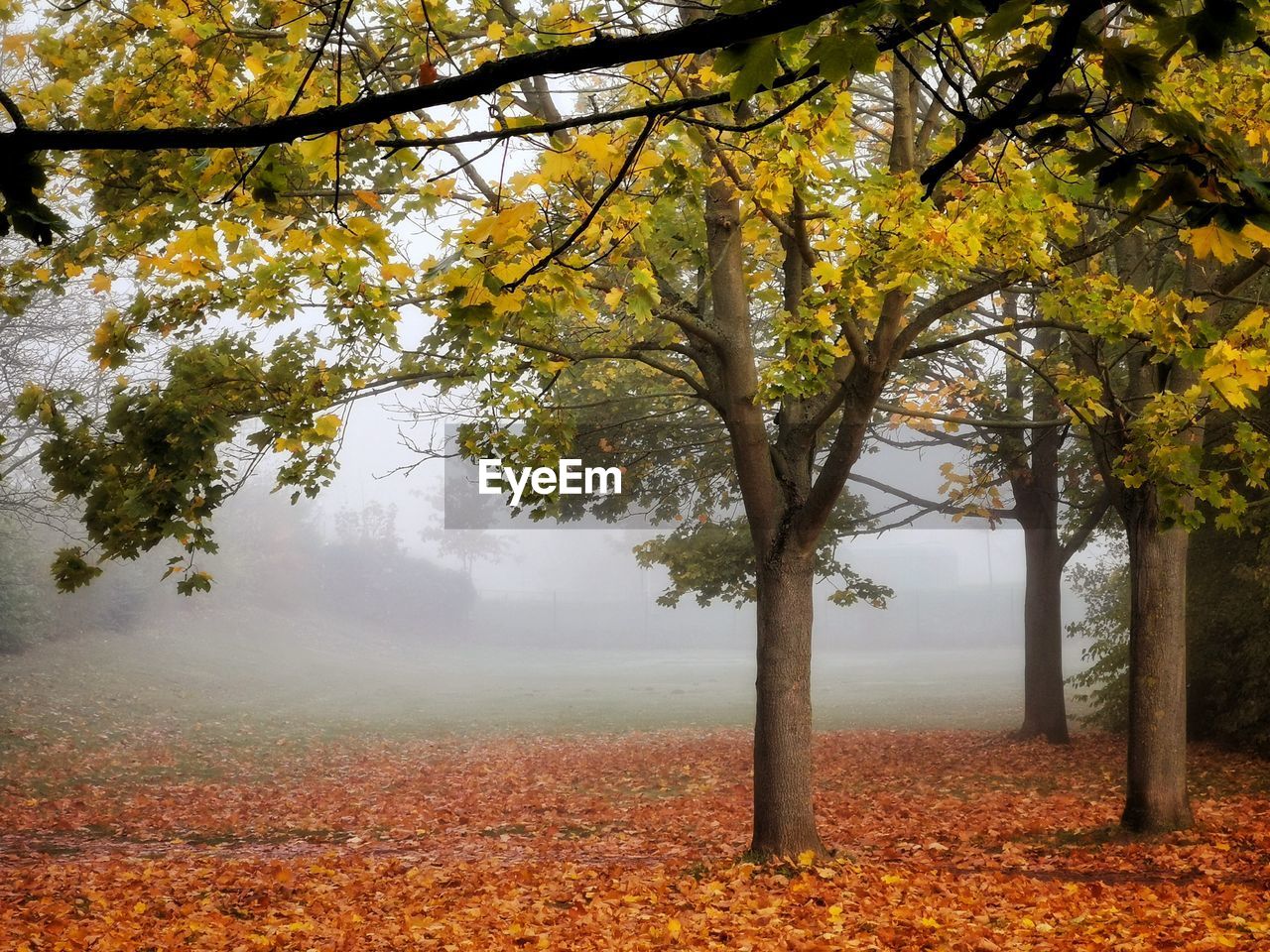 Trees on field during autumn