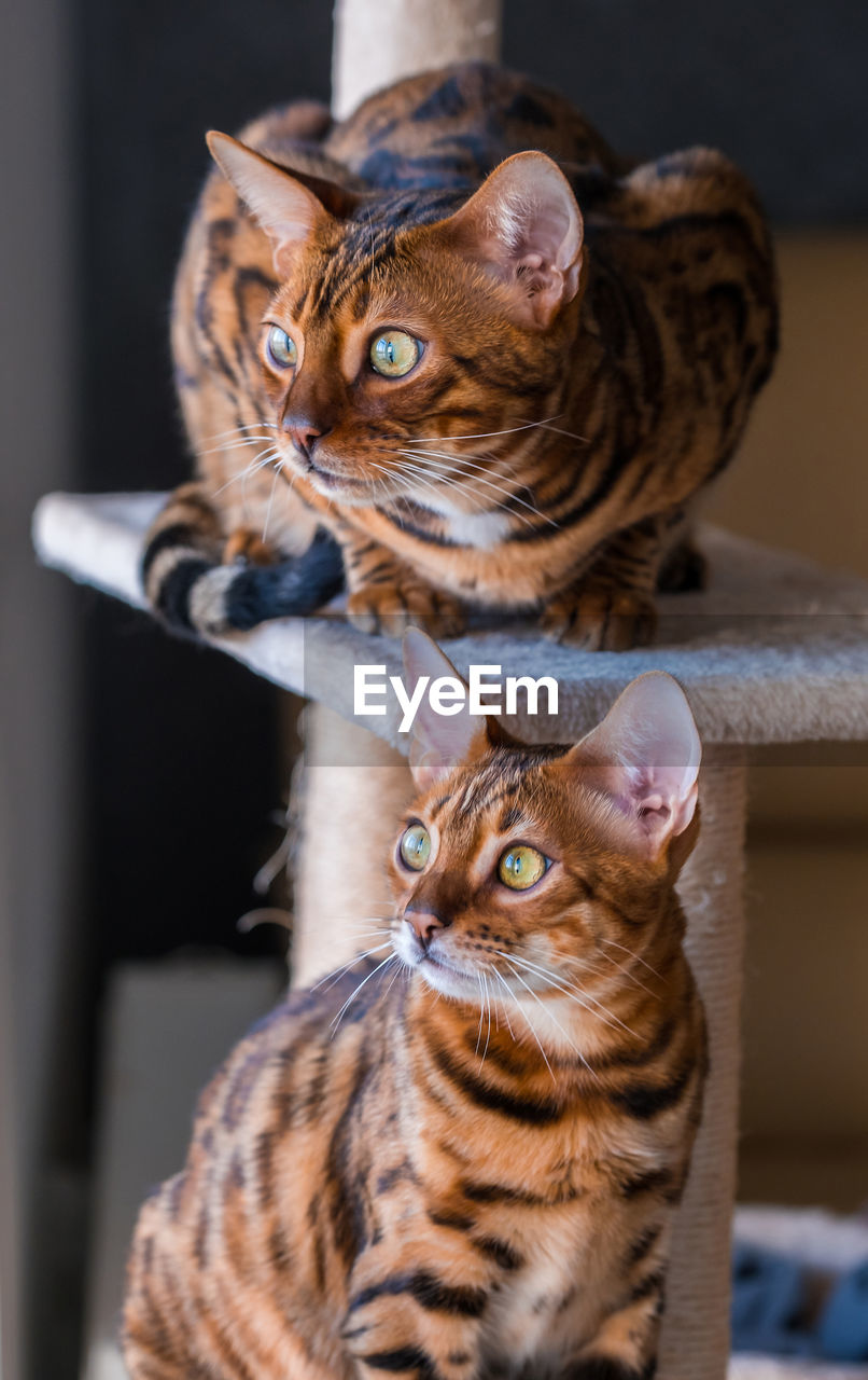 cat, animal, animal themes, pet, mammal, felidae, domestic animals, whiskers, one animal, small to medium-sized cats, domestic cat, close-up, kitten, feline, no people, portrait, tabby cat, looking at camera, indoors, cute, young animal, carnivore, focus on foreground, tabby