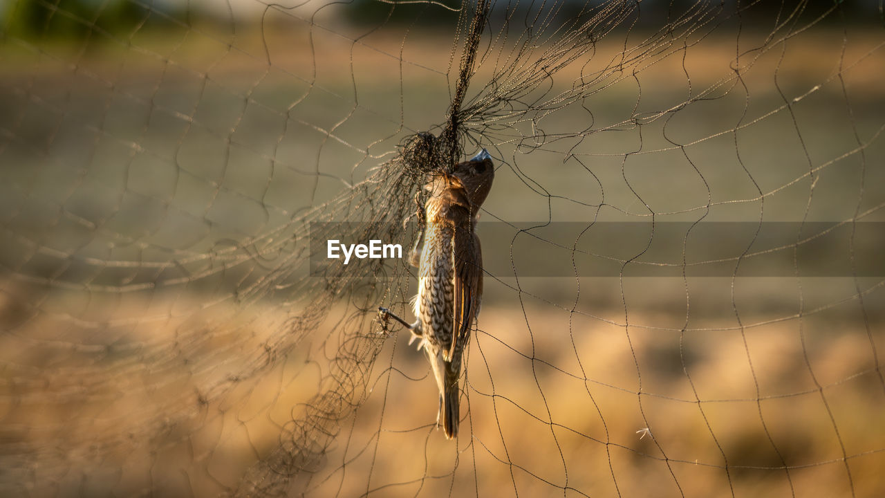 SPIDER ON WEB