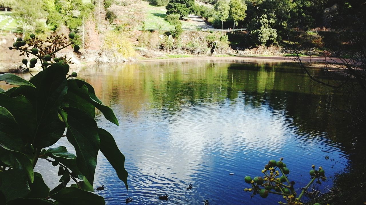 SCENIC VIEW OF LAKE WITH TREES IN BACKGROUND