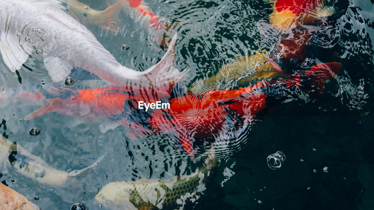 HIGH ANGLE VIEW OF FISH SWIMMING IN SEA