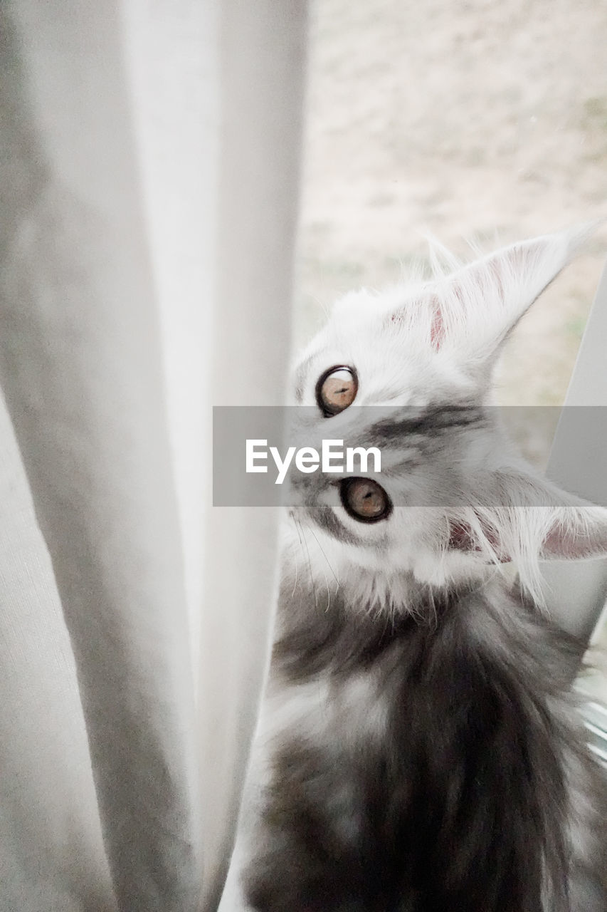 Silver maine coon kitten in curtains