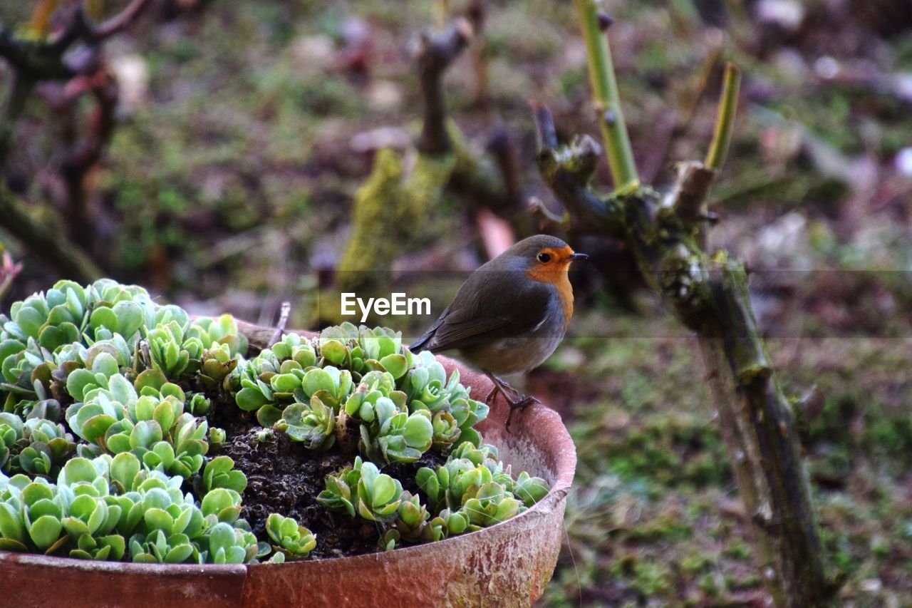 CLOSE-UP OF PARROT PERCHING ON POTTED PLANT