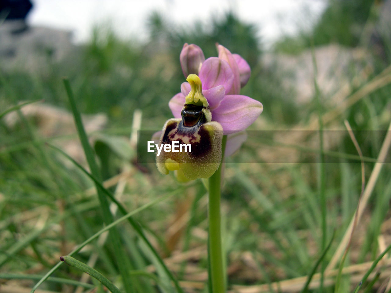 CLOSE-UP OF PURPLE FLOWER ON PLANT