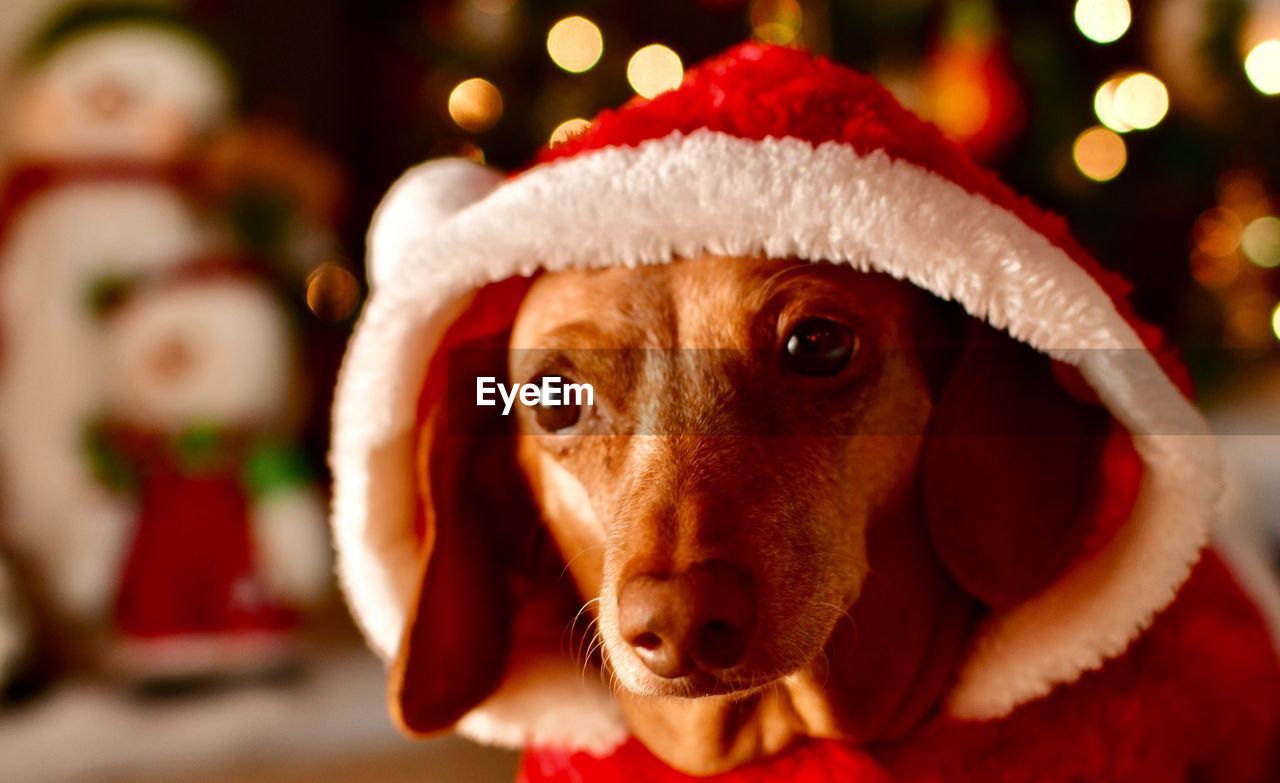 CLOSE-UP OF A DOG ON THE CHRISTMAS