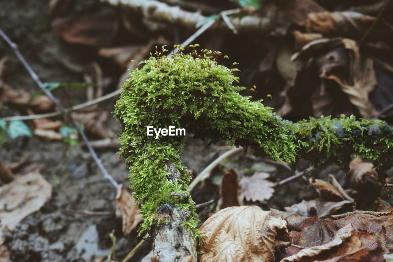 Close-up of lichen growing on field