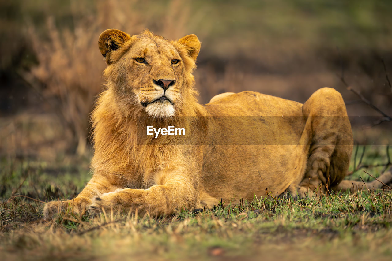 lioness in forest