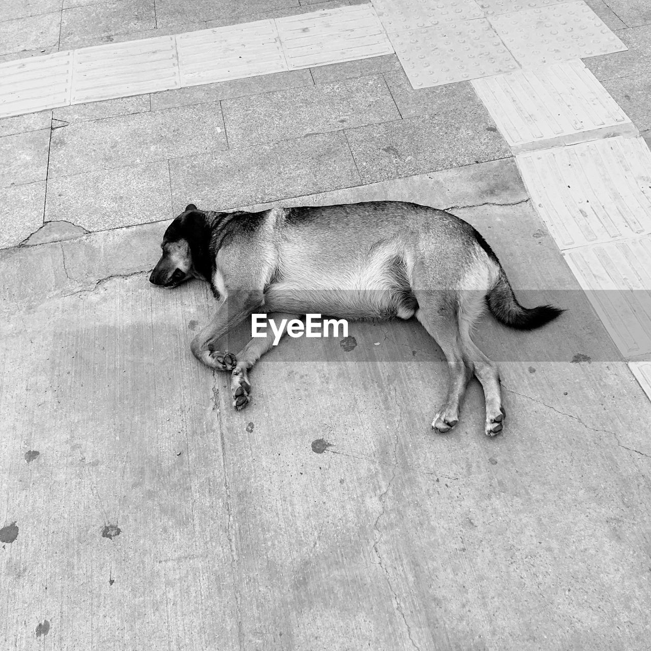 High angle view of dog sleeping on footpath