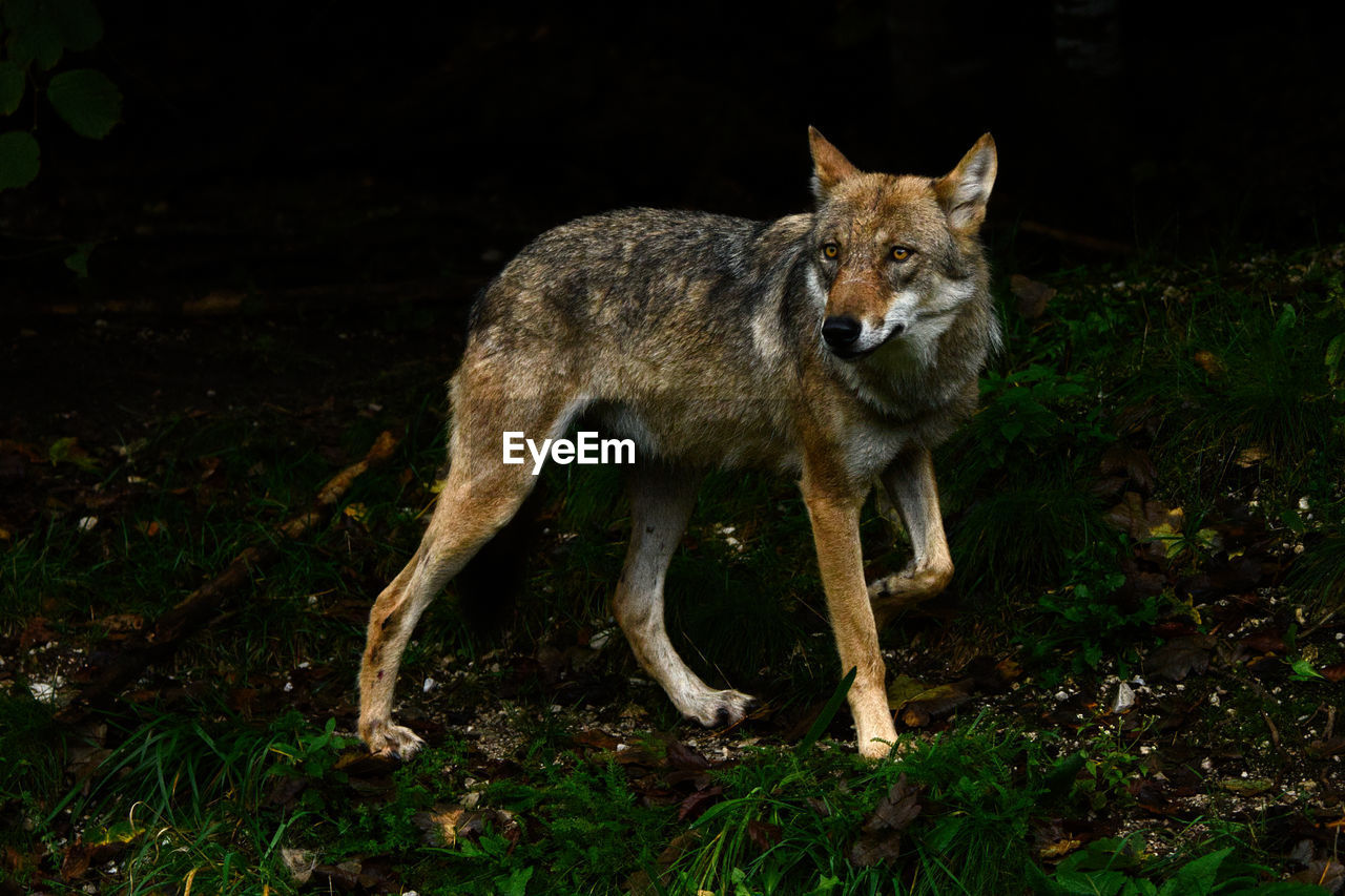 Side view of dog standing on field