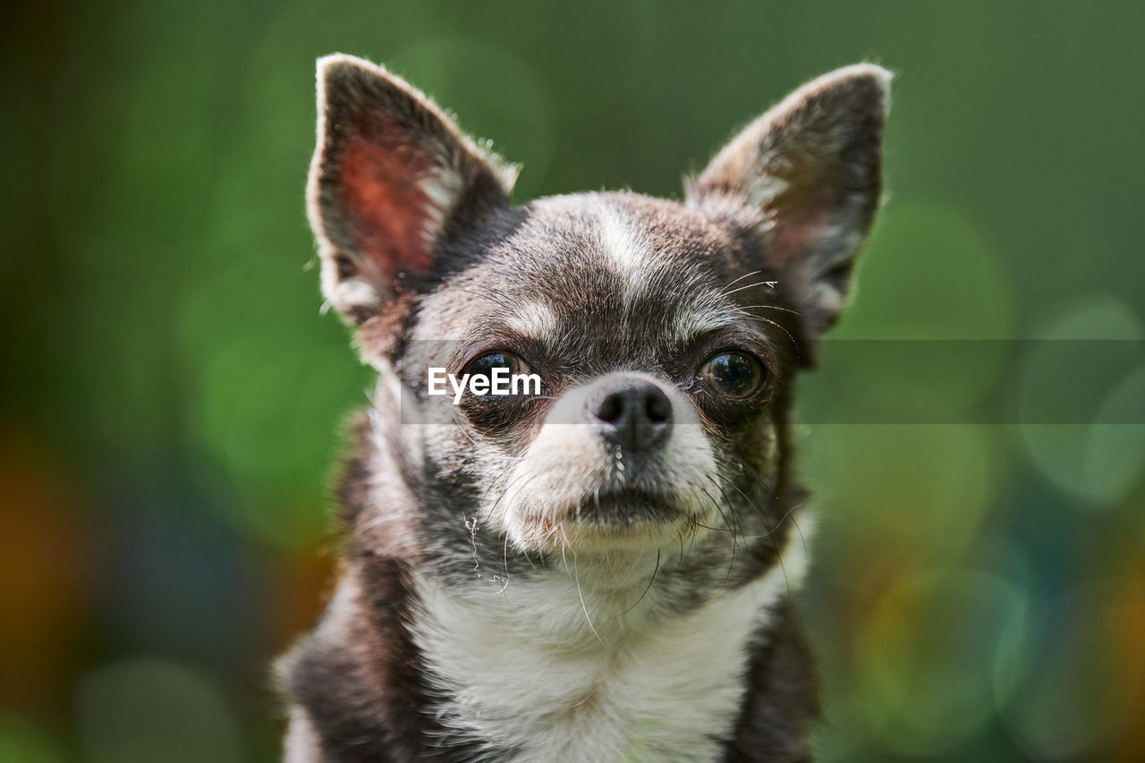 Chihuahua puppy portrait, little dog in garden. cute small doggy on grass. short haired chihuahua