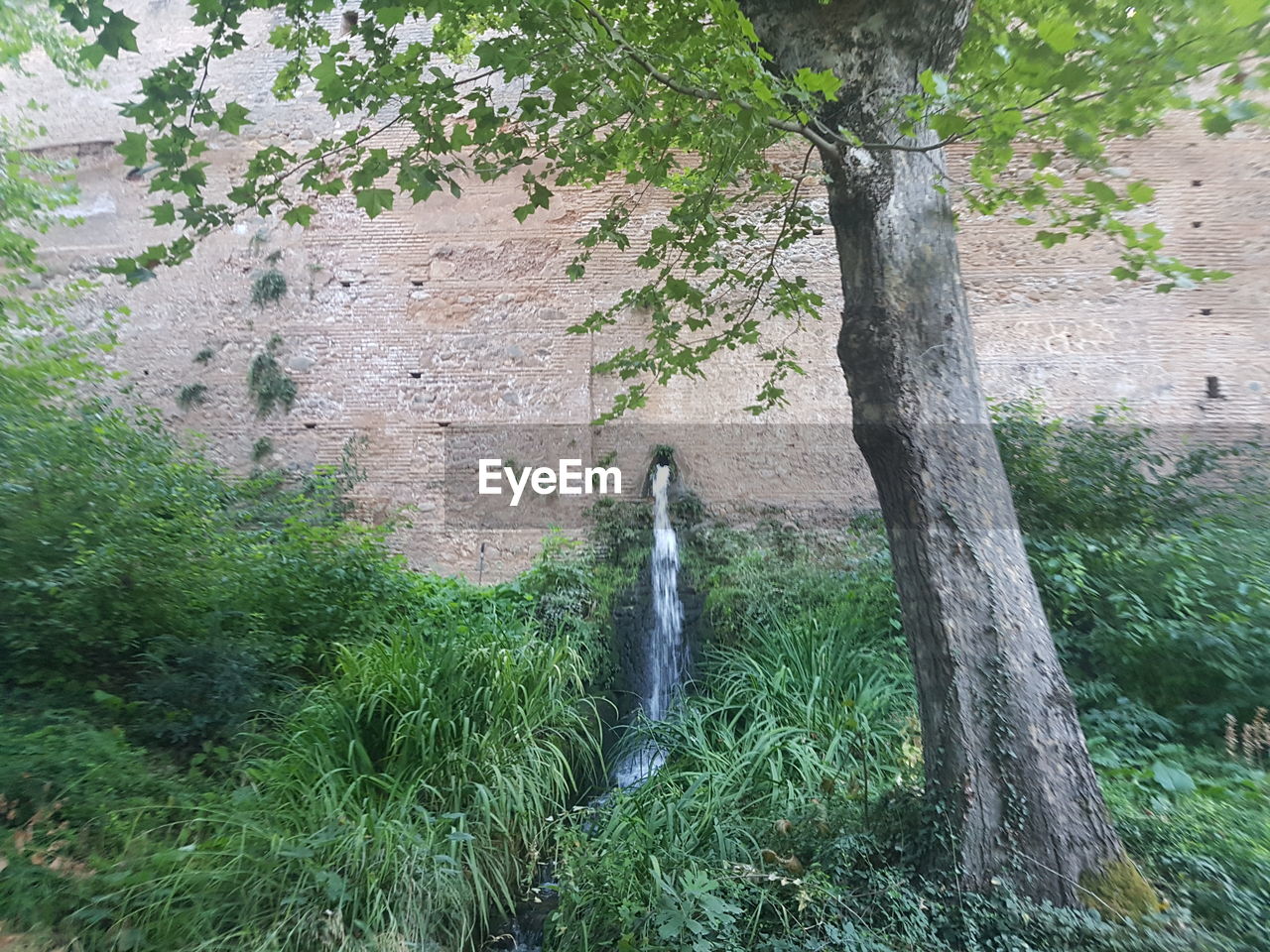 STATUE AMIDST TREES