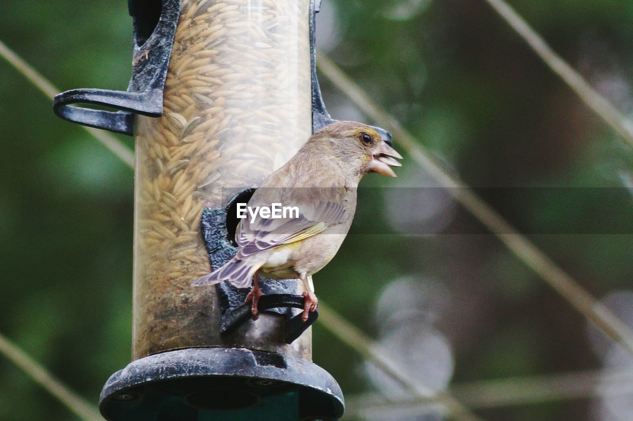 Close-up of sparrow feeding from bird feeder