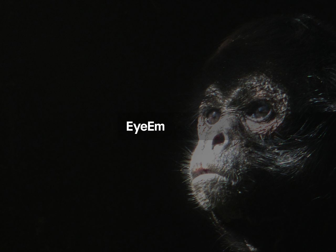 Close-up of monkey against black background