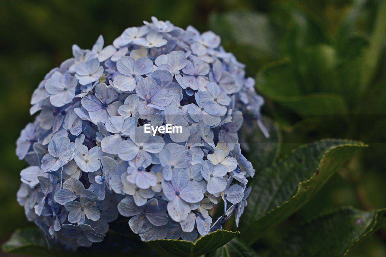 Close-up of wet purple hydrangea blooming outdoors