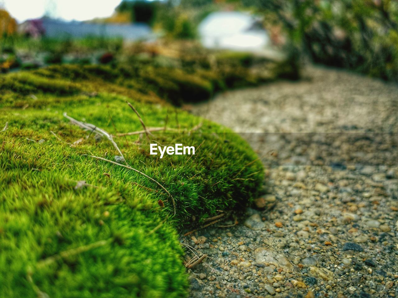 Close-up of moss growing on field