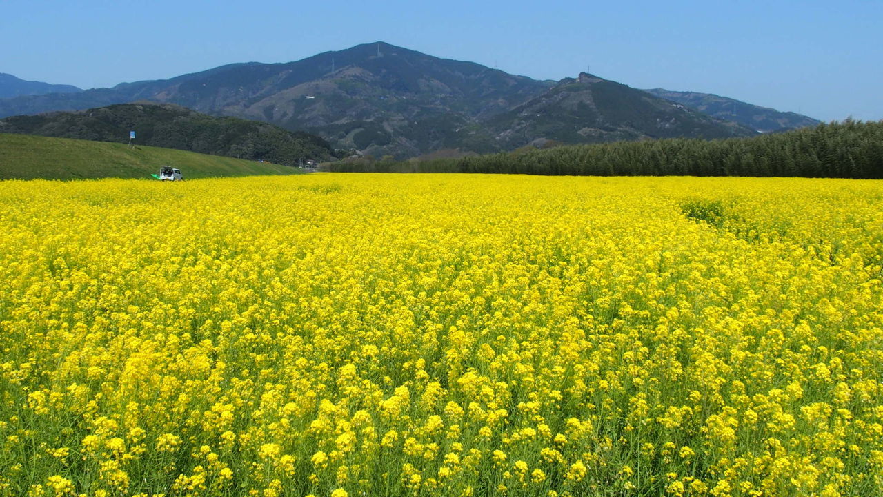 SCENIC VIEW OF OILSEED RAPE FIELD