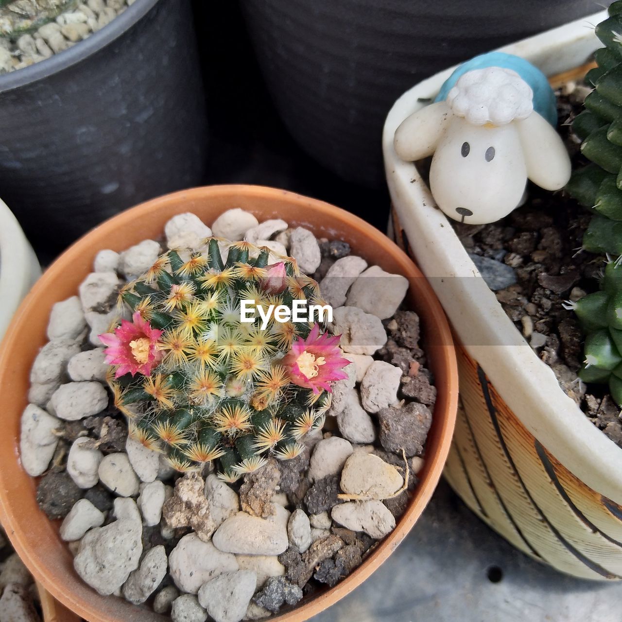 HIGH ANGLE VIEW OF POTTED PLANTS ON TABLE