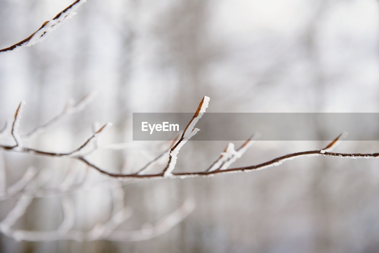 Thin branch of a beech tree with sear leaves and pieces of snow in winter