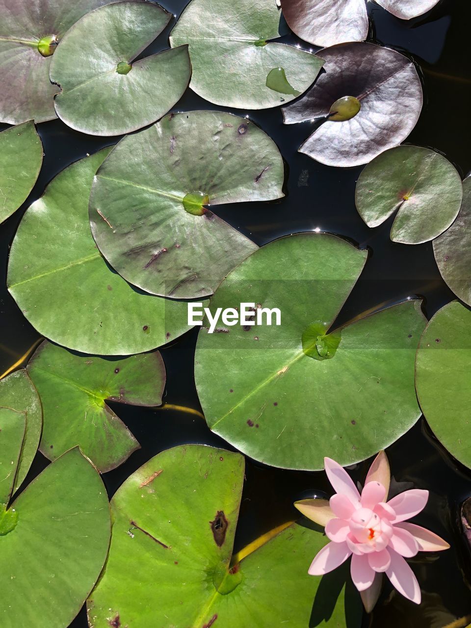 HIGH ANGLE VIEW OF LOTUS WATER LILY ON LEAVES
