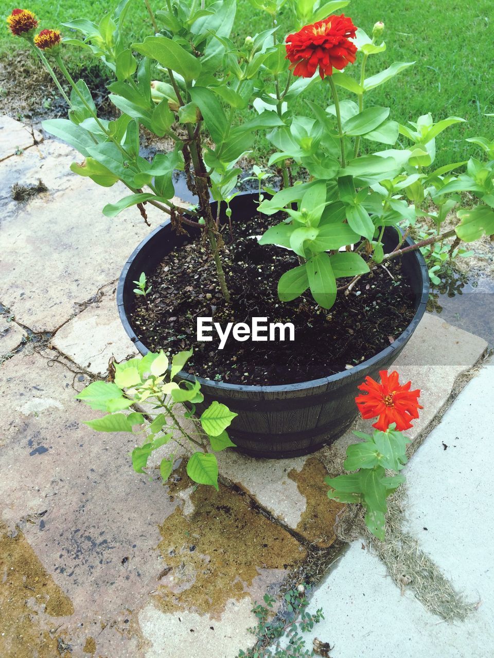 View of red potted flowers