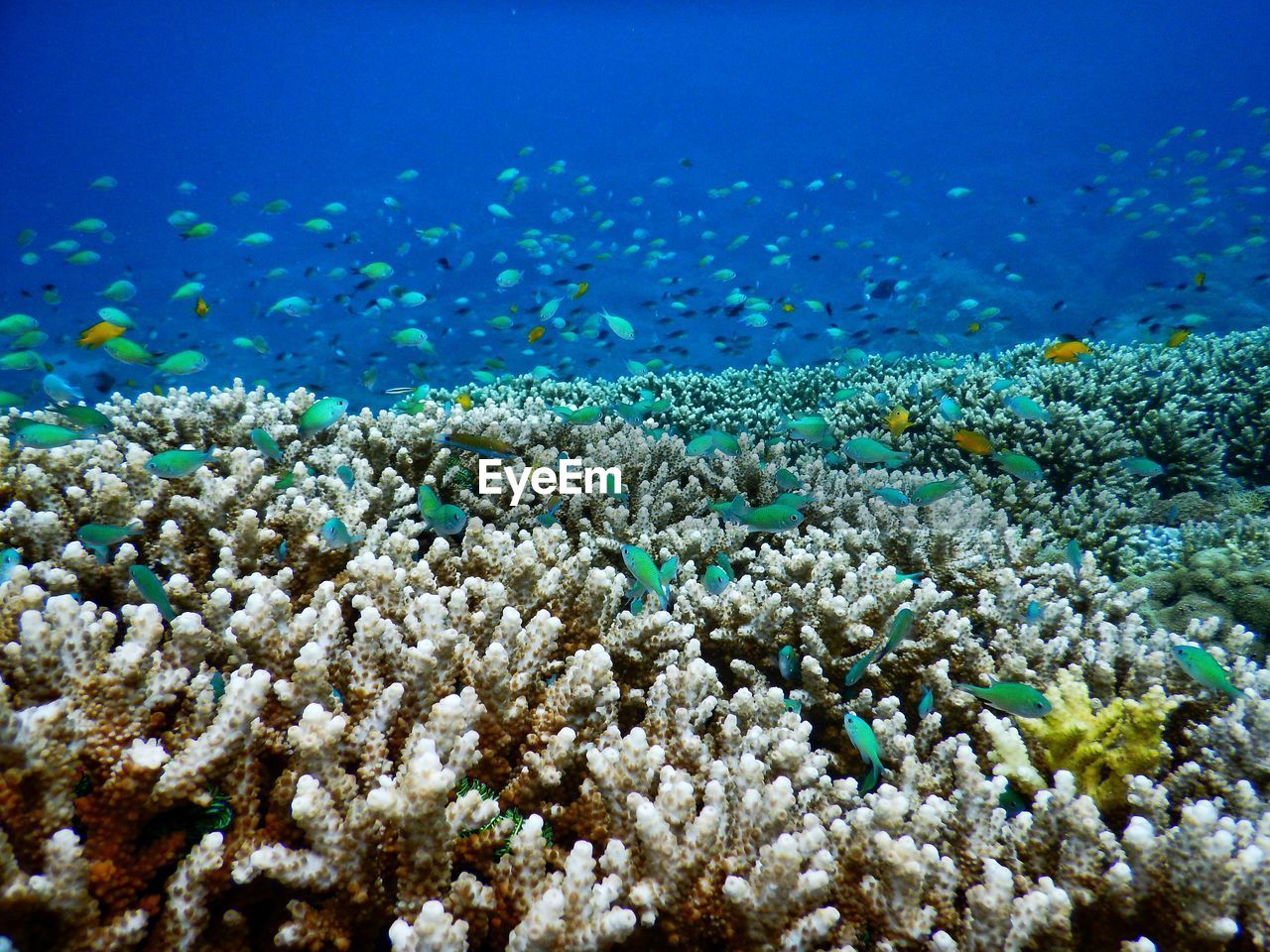 VIEW OF FISH AND SEA