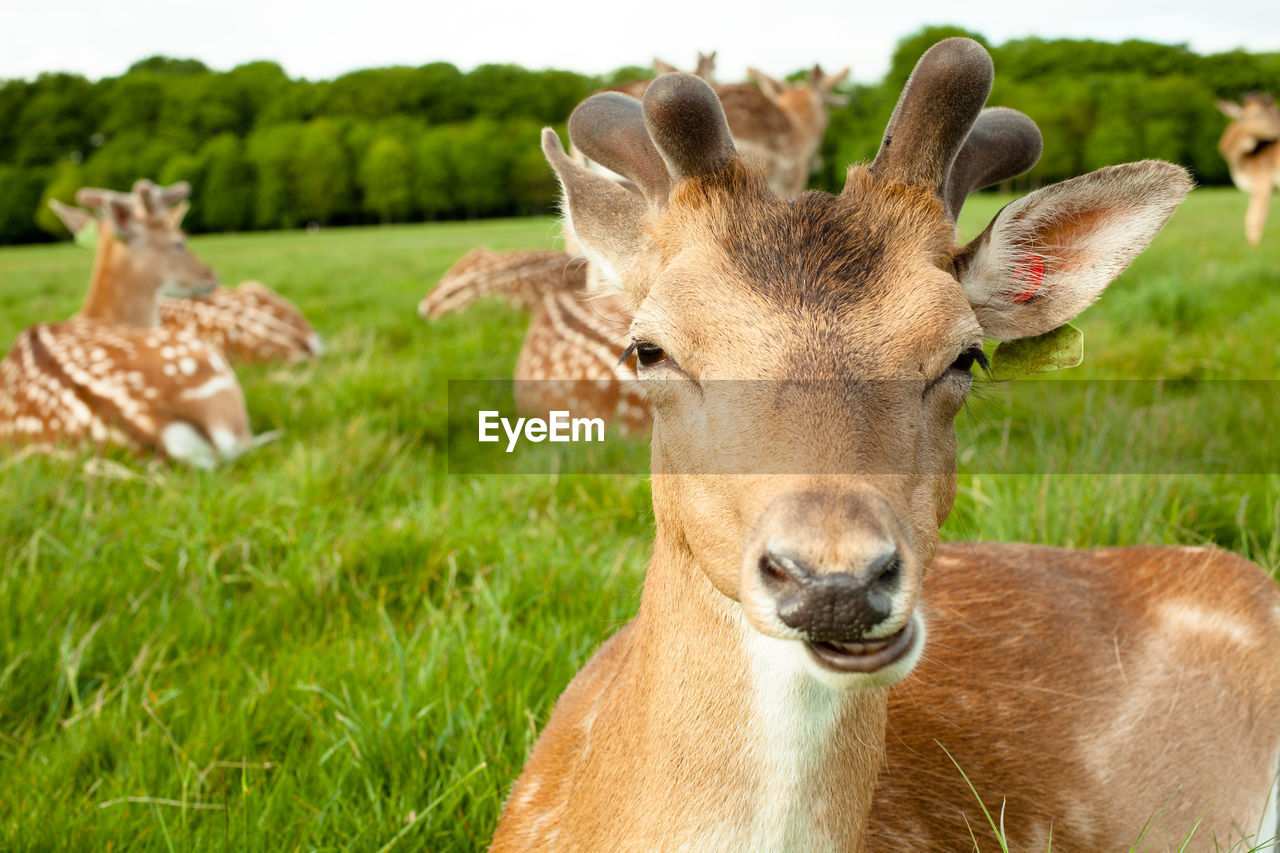 VIEW OF DEER ON GRASS