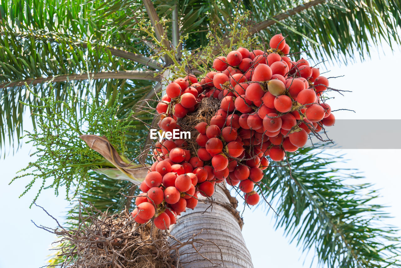 CLOSE-UP OF CHERRIES ON TREE