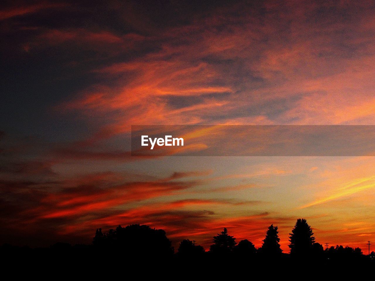 SILHOUETTE OF TREES AT SUNSET