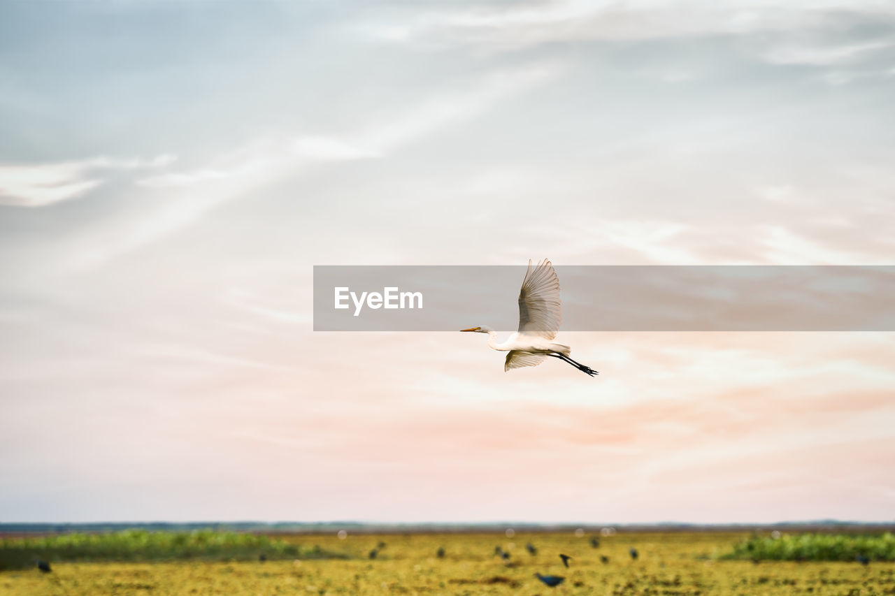 Landscape scenery of great egret or heron bird flying over fresh water wetland at thale noi