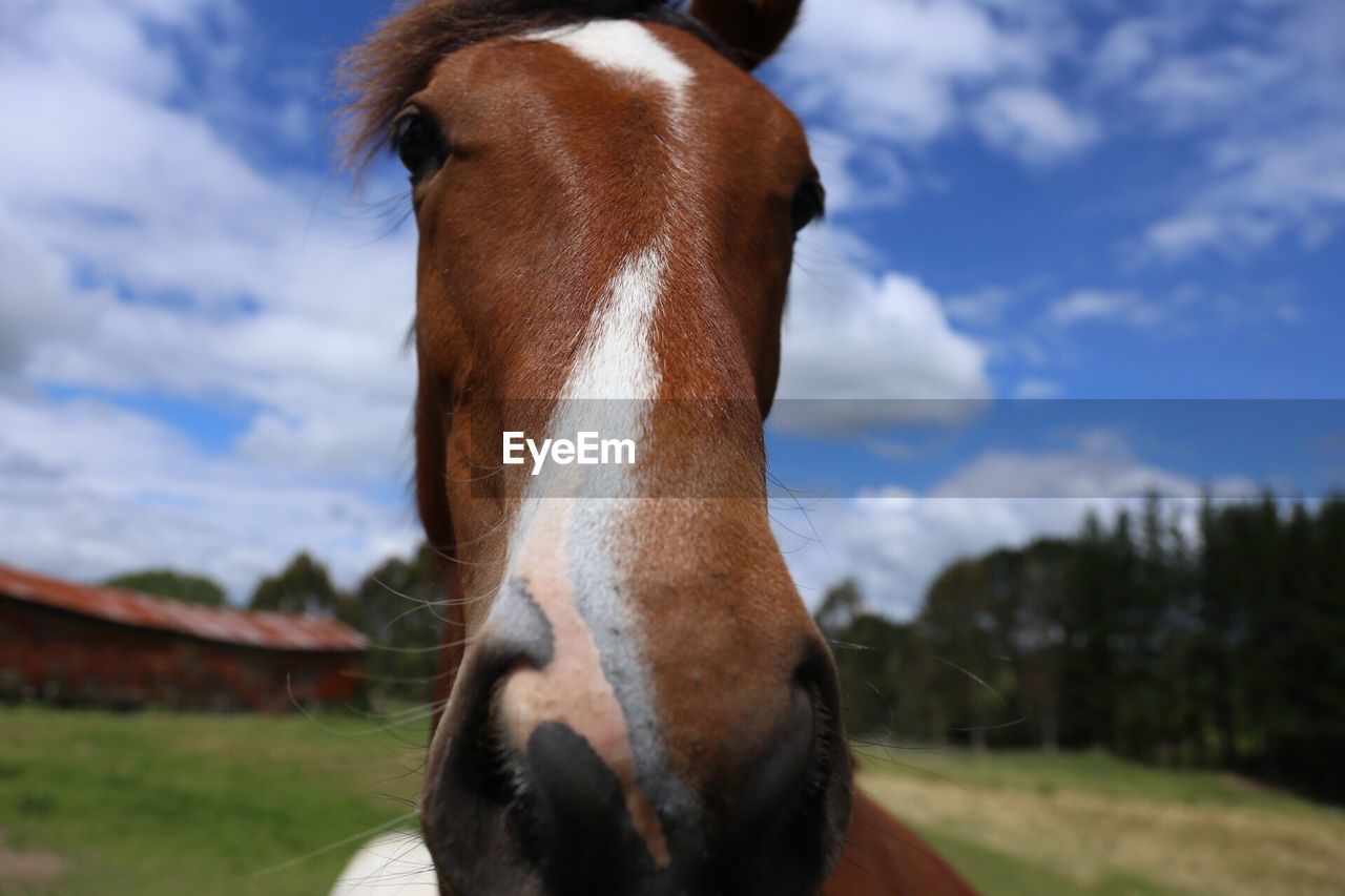 CLOSE-UP OF HORSE AGAINST LANDSCAPE