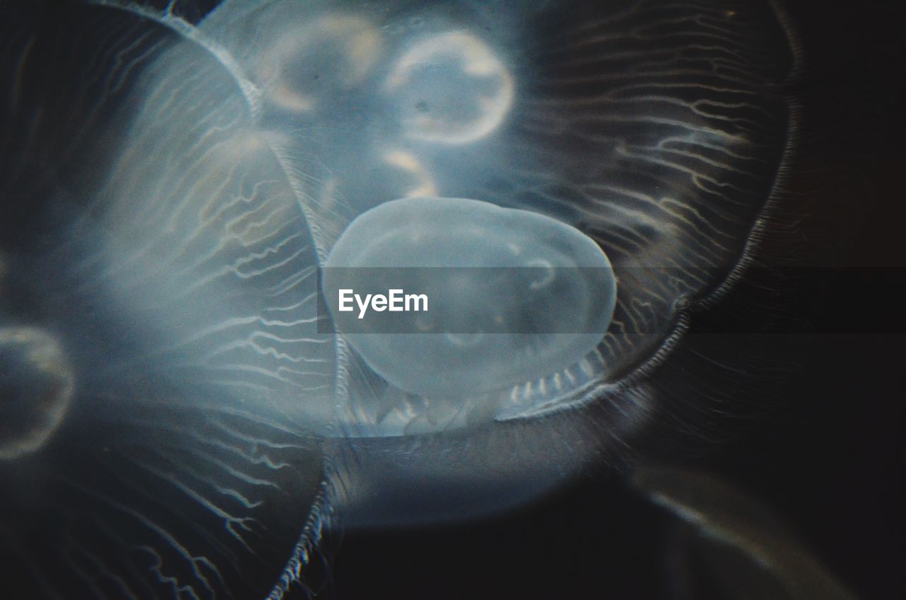 Close-up of moon jellyfish swimming in aquarium