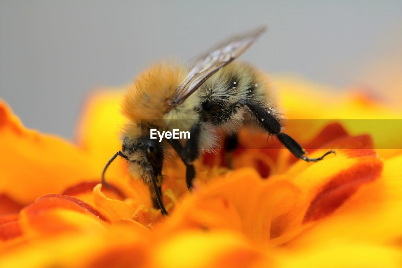 Close-up of bee on orange flower