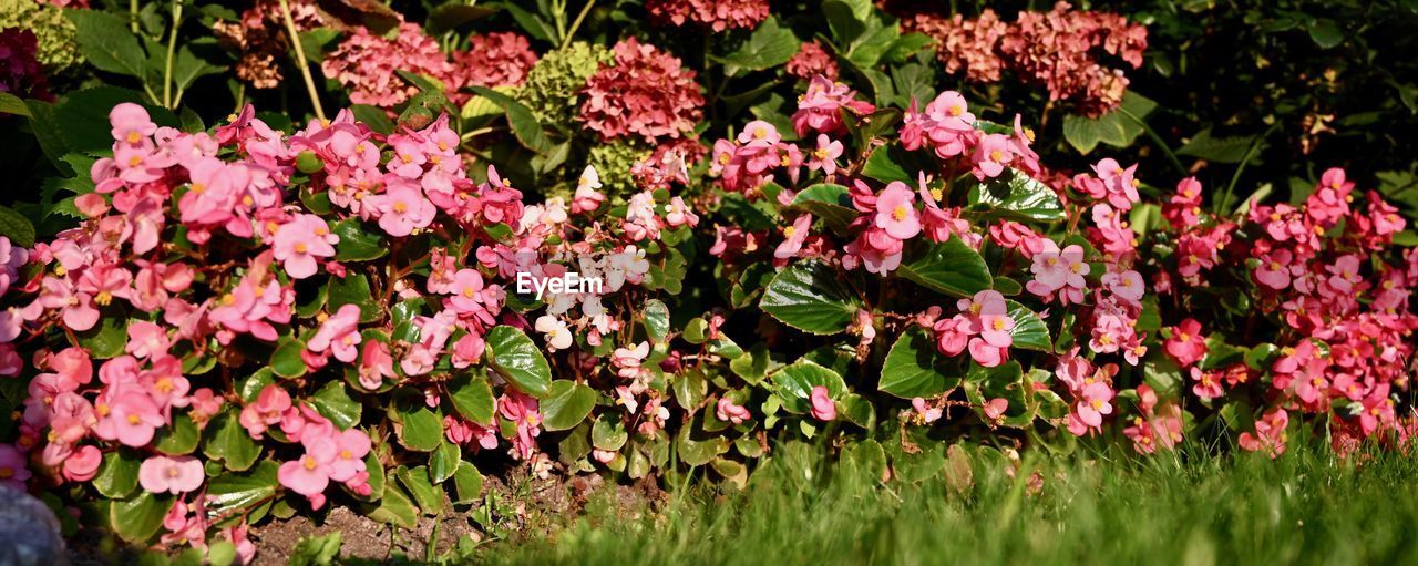 CLOSE-UP OF PINK FLOWERING PLANTS IN BLOOM