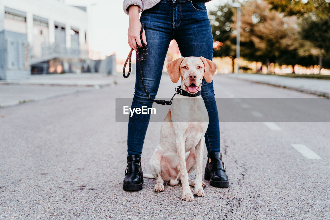 Low section of woman with dog on road in city